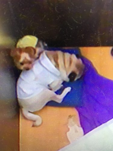 019b85fc-1d87-4631-a8a8-423e37c9bbf3