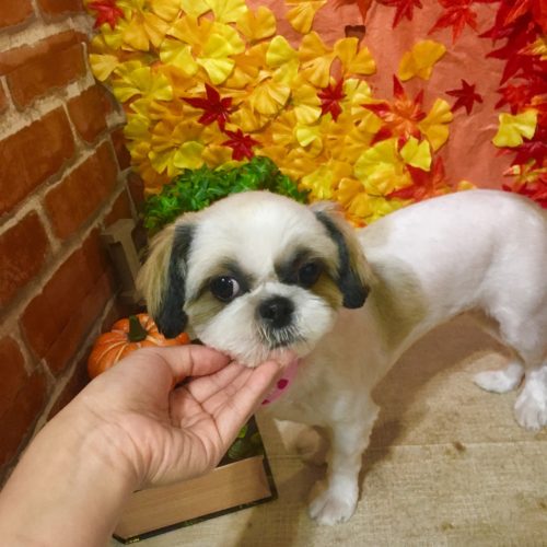 0cc2d4b0-674a-40c5-9b03-4214866c3093