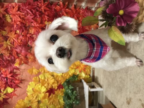 2f7d0bb2-3317-4d45-8908-e57154d5a0ec