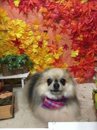 a1895790-a71c-4603-88e9-e7ff114c9072