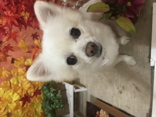 a38a2a32-425f-4730-867f-620962964e75