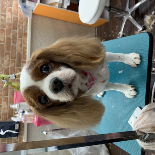 2d98e032-1d58-47d5-bf0d-e9b7d1347a83