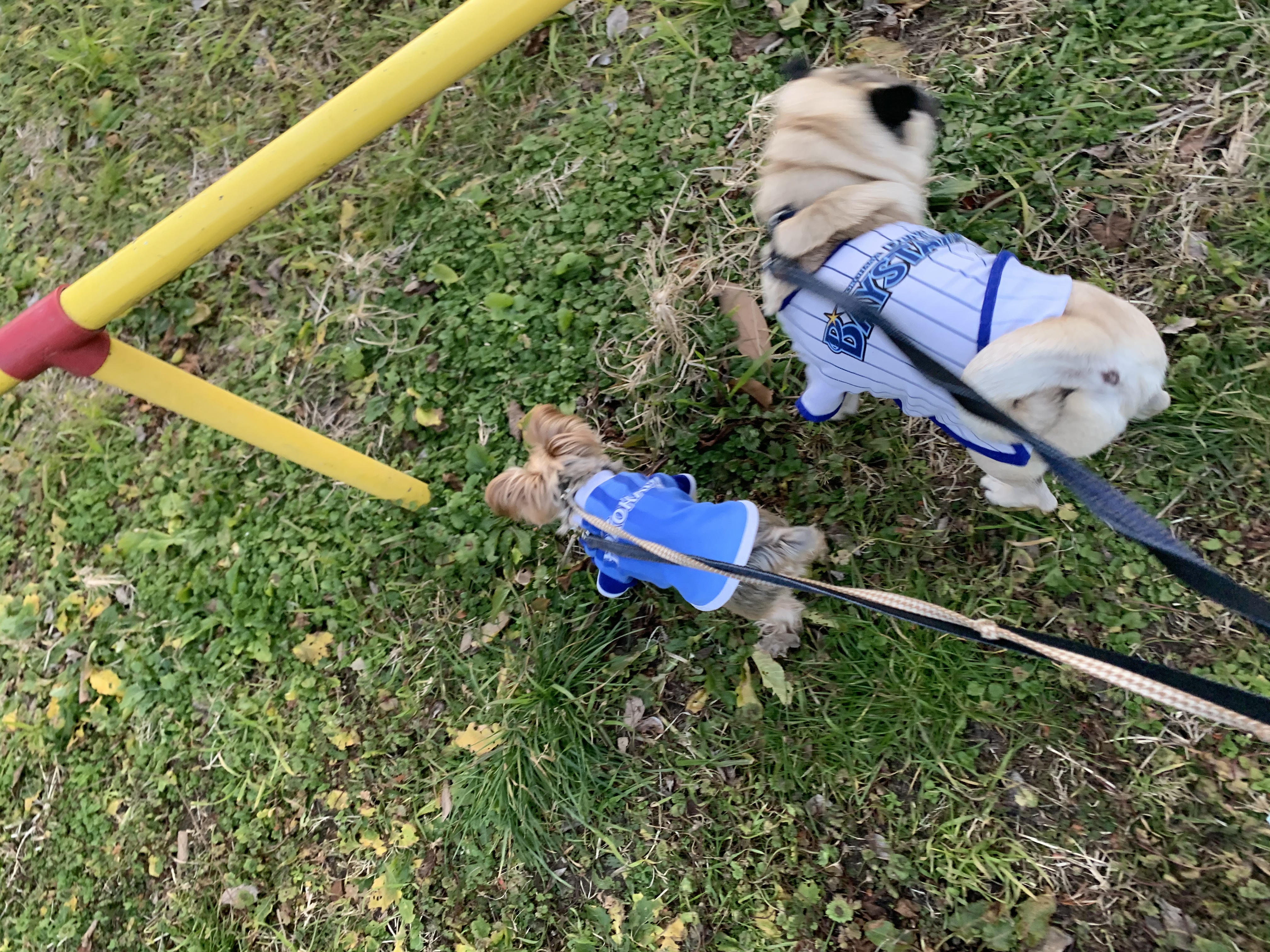 a1b52fc2-203b-40b3-a0a8-7b16e01c4dcd