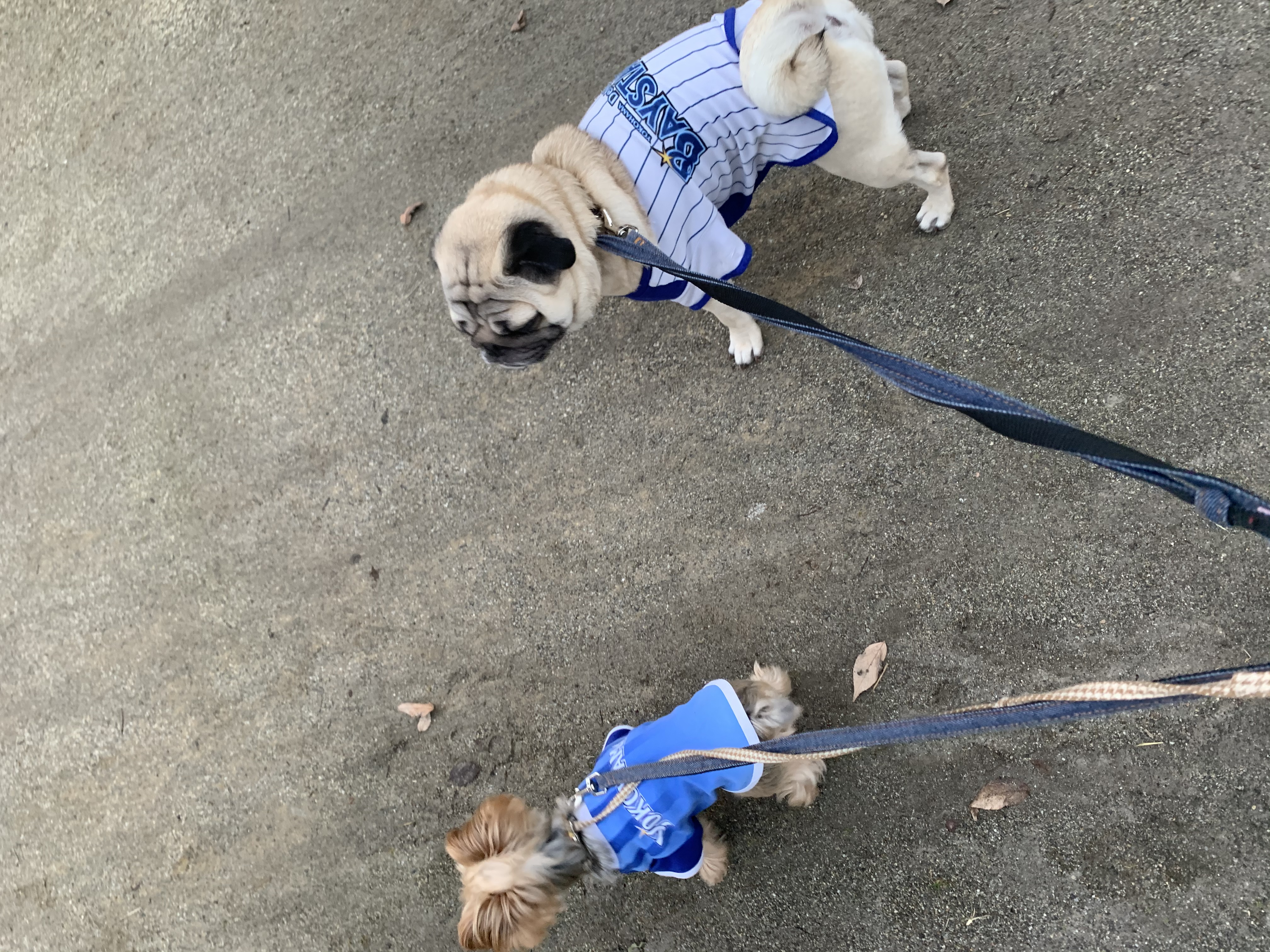 e9dea702-c9ba-4f2d-b6bc-a28489db741f