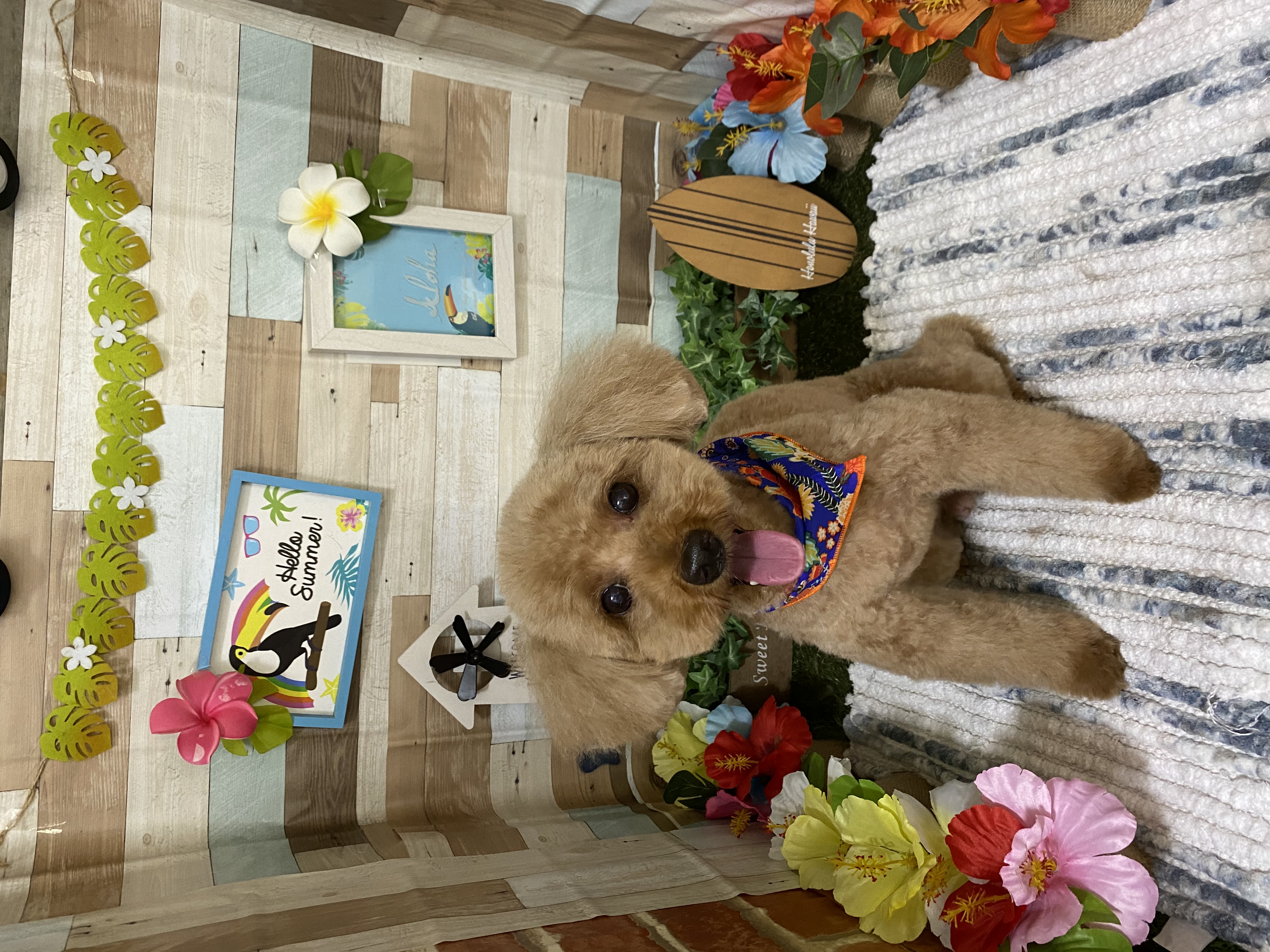 feddb219-74c4-4cc6-89f3-491fd9894837